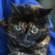 Illustration for article titled Meet Tiffany Two, The World's Oldest Cat (She'll Be 27 Next Month)
